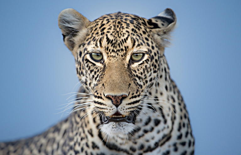 入住肯亞國家公園特色旅館 Discovery真實上演