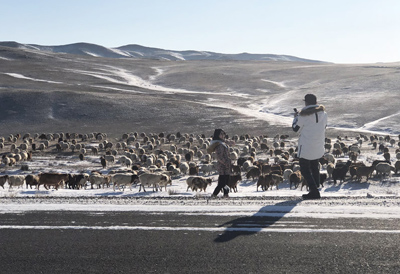 春節新去處！蒙古國騎馬、騎駱駝、狗拉雪橇　玩法大不同